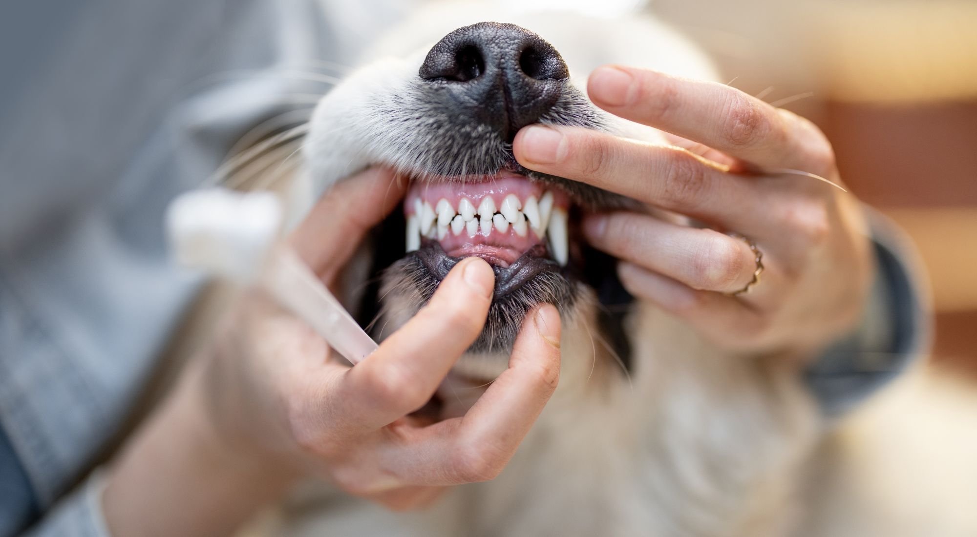 Dog teeth cleaning close-up