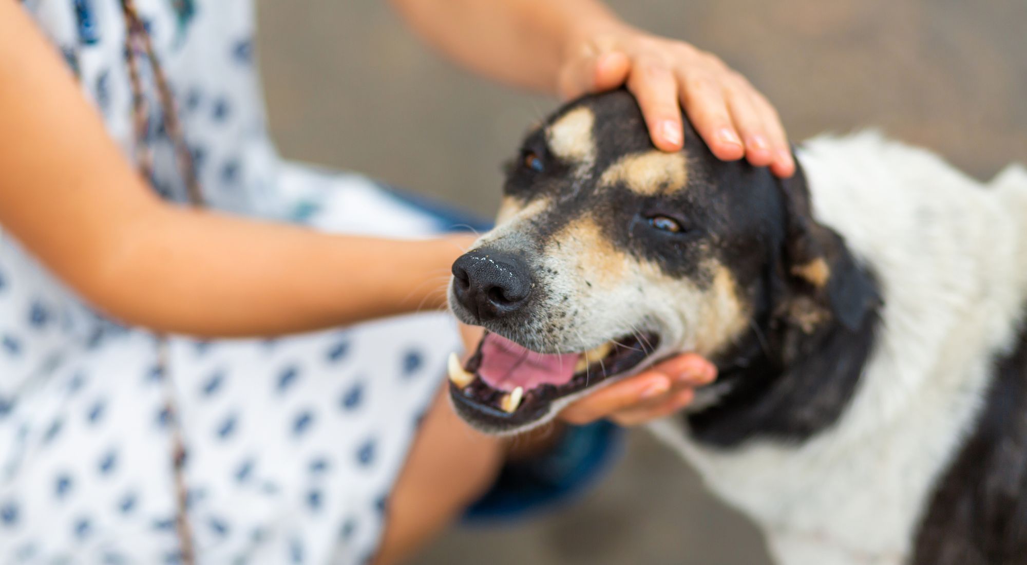 A hand gently strokes the head of a black and white dog
