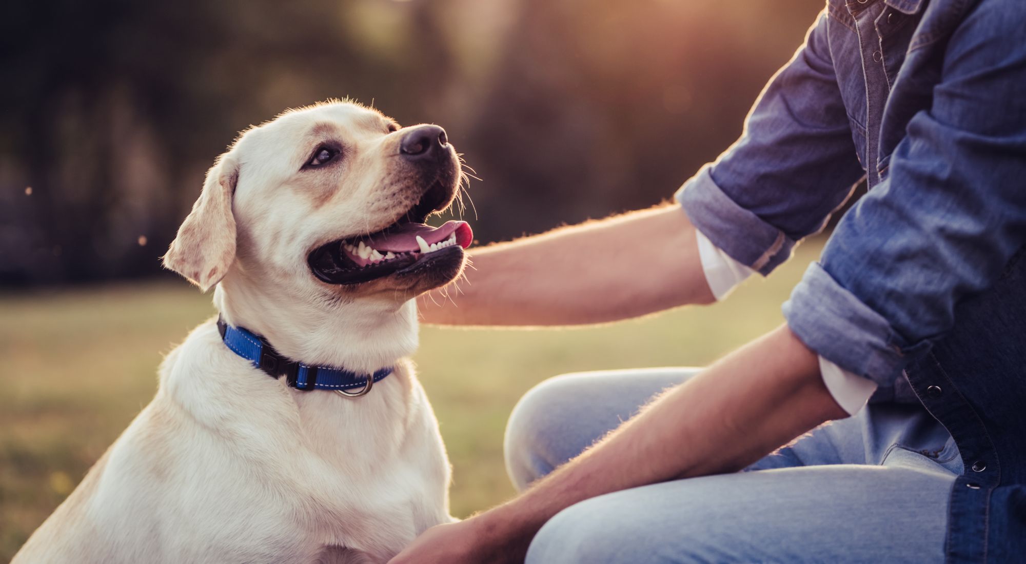 A person in a denim shirt pets a golden Labrador retriever in a park at sunset