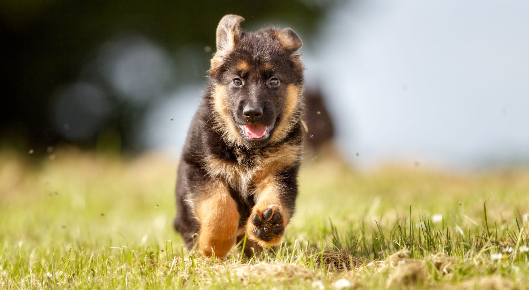 A small black puppy running toward the camera across green grass