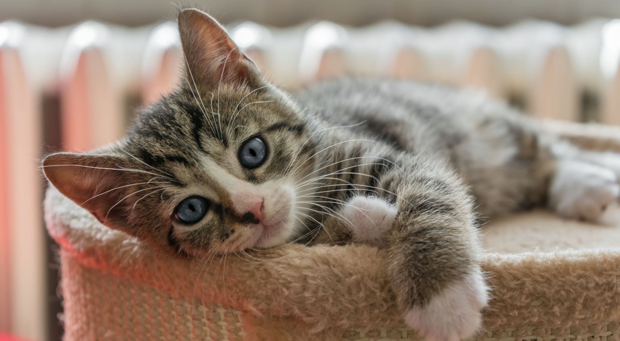 A tabby kitten with blue eyes rests on a fuzzy scratching post