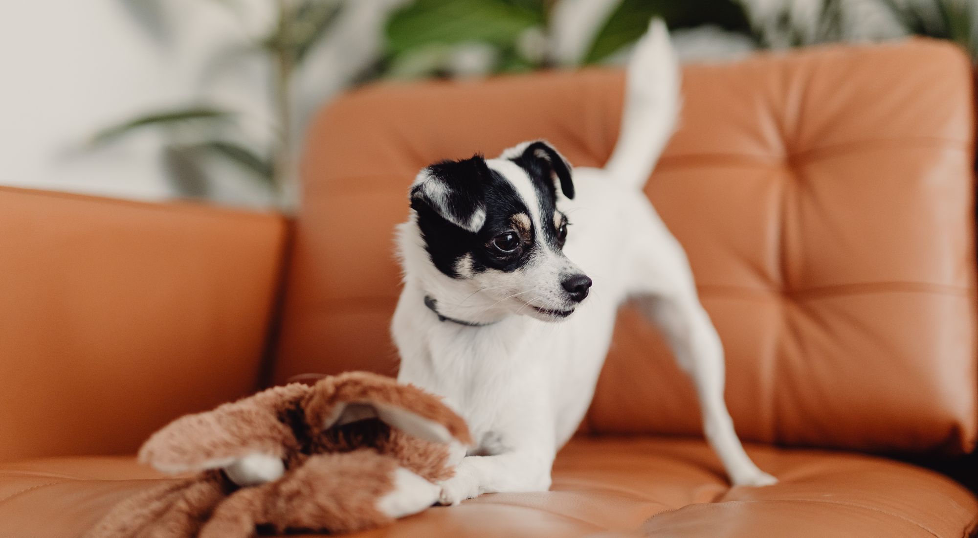 A white dog with black markings on its head and ears lies on a brown leather couch