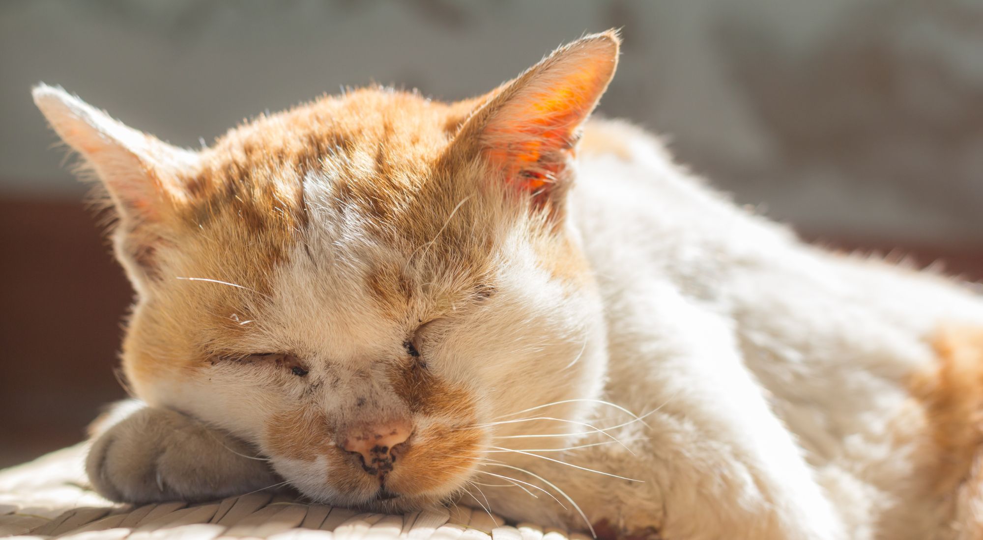 An orange and white cat is sleeping on a woven surface