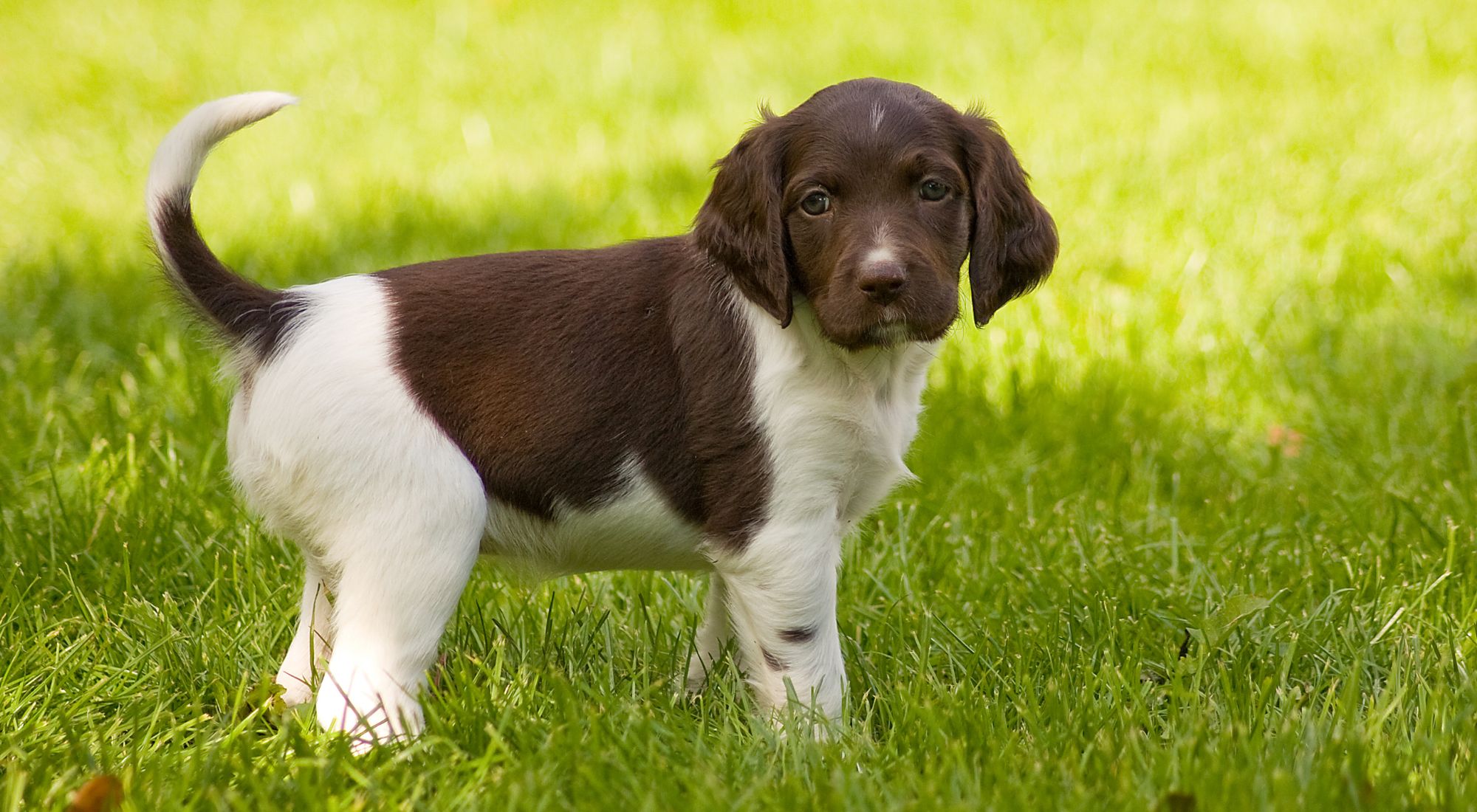 Brown and white puppy standing on a green grassy field