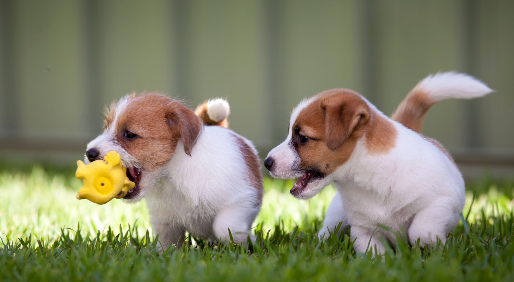 Two Jack Russell Terrier puppies playing on green grass