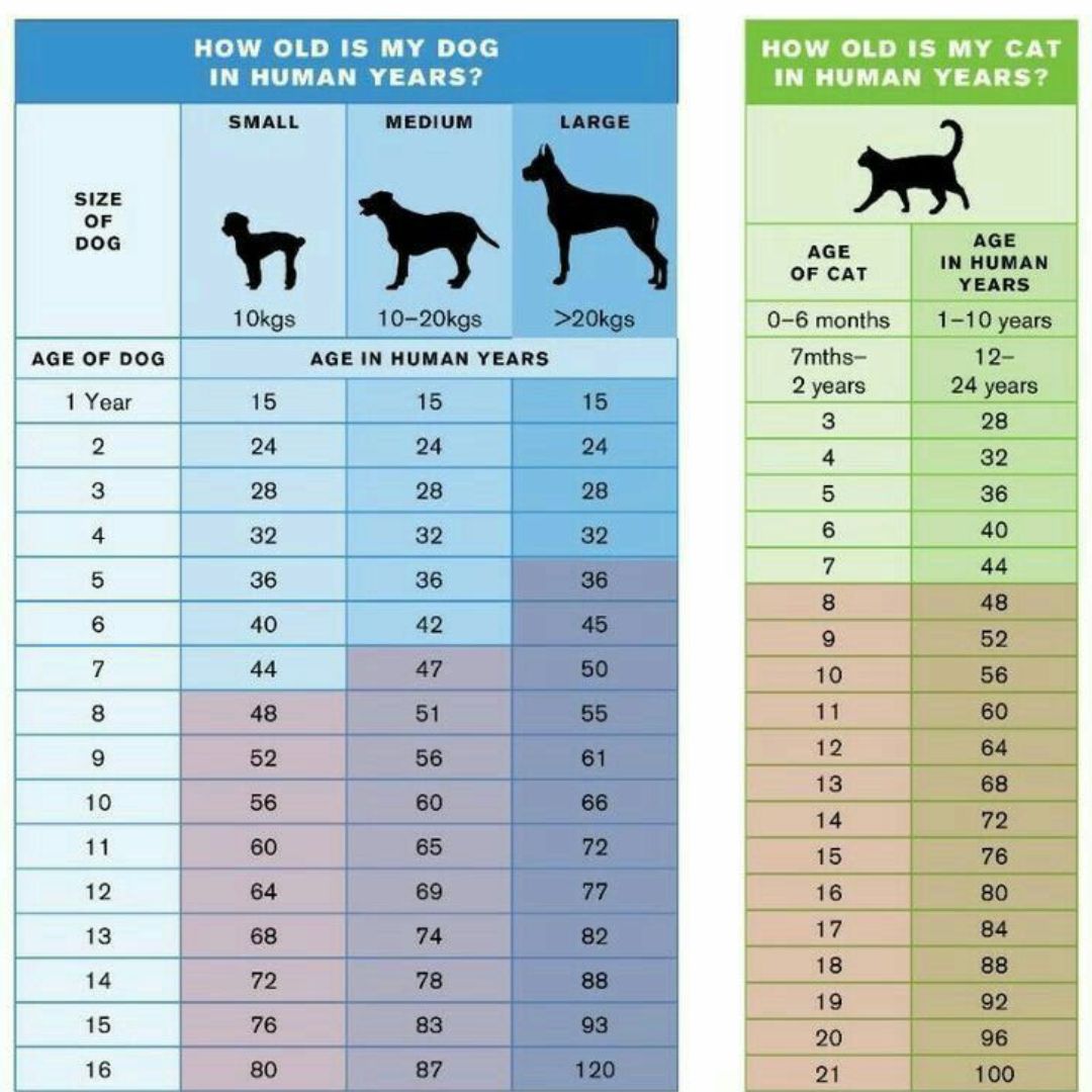 Pet age conversion chart